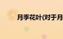月季花叶(对于月季花叶简单介绍)