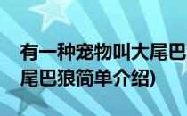 有一种宠物叫大尾巴狼(对于有一种宠物叫大尾巴狼简单介绍)