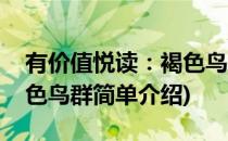 有价值悦读：褐色鸟群(对于有价值悦读：褐色鸟群简单介绍)