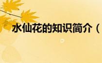 水仙花的知识简介（水仙花的知识20字）
