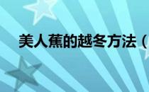 美人蕉的越冬方法（美人蕉的养殖方法）