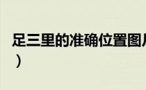 足三里的准确位置图片（足三里的准确位置图）