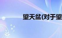 望天盆(对于望天盆简单介绍)