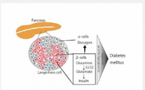 新研究表明谷氨酰胺酶2调节胰腺β细胞中的葡萄糖代谢