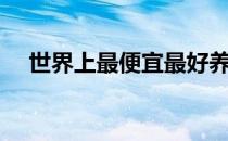 世界上最便宜最好养的狗（最好养的狗）