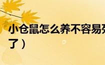 小仓鼠怎么养不容易死（仓鼠怎么养几天就死了）