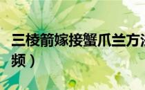 三棱箭嫁接蟹爪兰方法（三棱箭嫁接蟹爪兰视频）