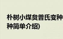 朴树小煤炱普氏变种(对于朴树小煤炱普氏变种简单介绍)