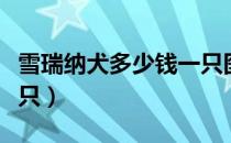 雪瑞纳犬多少钱一只图片（雪瑞纳犬多少钱一只）