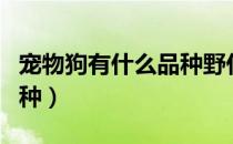 宠物狗有什么品种野什么柯（宠物狗有什么品种）