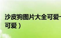 沙皮狗图片大全可爱卡通图（沙皮狗图片大全可爱）