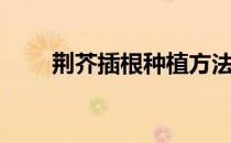 荆芥插根种植方法（荆介怎么扦插）