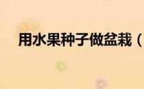 用水果种子做盆栽（水果种子自制盆栽）