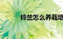 铃兰怎么养栽培（铃兰怎么养）