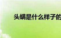 头螨是什么样子的（头螨的症状图）