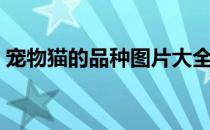 宠物猫的品种图片大全大图（宠物猫的品种）