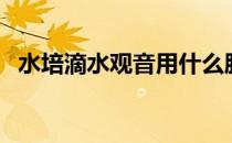 水培滴水观音用什么肥料（水培滴水观音）