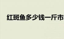 红斑鱼多少钱一斤市场价2023（红斑鱼）