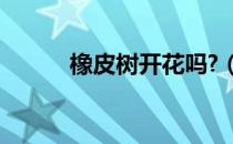 橡皮树开花吗?（橡皮树开花吗）