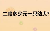 二哈多少元一只幼犬?（二哈狗多少钱一只）