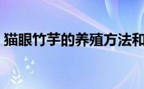 猫眼竹芋的养殖方法和注意事项（猫眼竹芋）