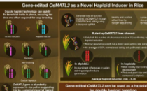 釜山国立大学科学家探索OsMATL2基因作为水稻单倍体诱导的候选基因