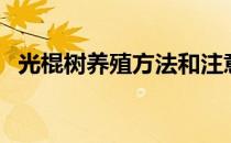 光棍树养殖方法和注意事项多肉（光棍树）