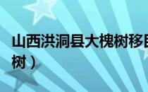 山西洪洞县大槐树移民真相（山西洪洞县大槐树）