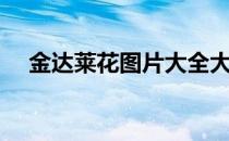 金达莱花图片大全大图（金达莱花图片）