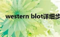 western blot详细步骤（western blot）