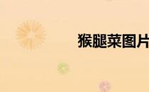 猴腿菜图片（猴腿菜）