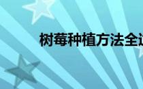 树莓种植方法全过程（树莓种植）