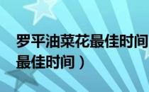 罗平油菜花最佳时间2021图片（罗平油菜花最佳时间）
