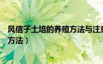 风信子土培的养殖方法与注意事项视频（风信子土培的养殖方法）