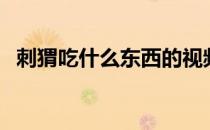 刺猬吃什么东西的视频（刺猬吃什么东西）