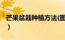 芒果盆栽种植方法(图文)（芒果盆栽种植方法）