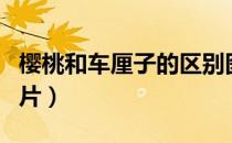 樱桃和车厘子的区别图（樱桃和车厘子对比图片）