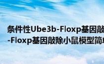 条件性Ube3b-Floxp基因敲除小鼠模型(对于条件性Ube3b-Floxp基因敲除小鼠模型简单介绍)