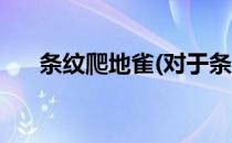 条纹爬地雀(对于条纹爬地雀简单介绍)