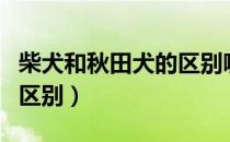 柴犬和秋田犬的区别哪个贵（柴犬和秋田犬的区别）