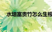 水培富贵竹怎么生根（富贵竹怎么生根）