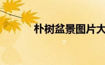 朴树盆景图片大全（朴树盆景）