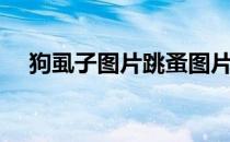 狗虱子图片跳蚤图片大全（狗虱子图片）