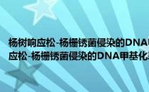 杨树响应松-杨栅锈菌侵染的DNA甲基化表观遗传调控研究(对于杨树响应松-杨栅锈菌侵染的DNA甲基化表观遗传调控研究简单介绍)