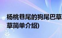 杨桃巷尾的狗尾巴草(对于杨桃巷尾的狗尾巴草简单介绍)