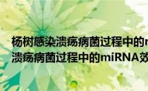 杨树感染溃疡病菌过程中的miRNA效应研究(对于杨树感染溃疡病菌过程中的miRNA效应研究简单介绍)