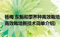 杨梅 东魁和荸荠种高效栽培新技术(对于杨梅 东魁和荸荠种高效栽培新技术简单介绍)