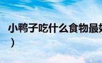 小鸭子吃什么食物最好容易养（小鸭子吃什么）