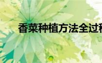 香菜种植方法全过程视频（香菜种植）