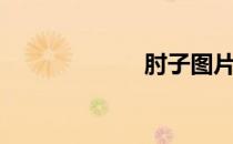 肘子图片（肘子）